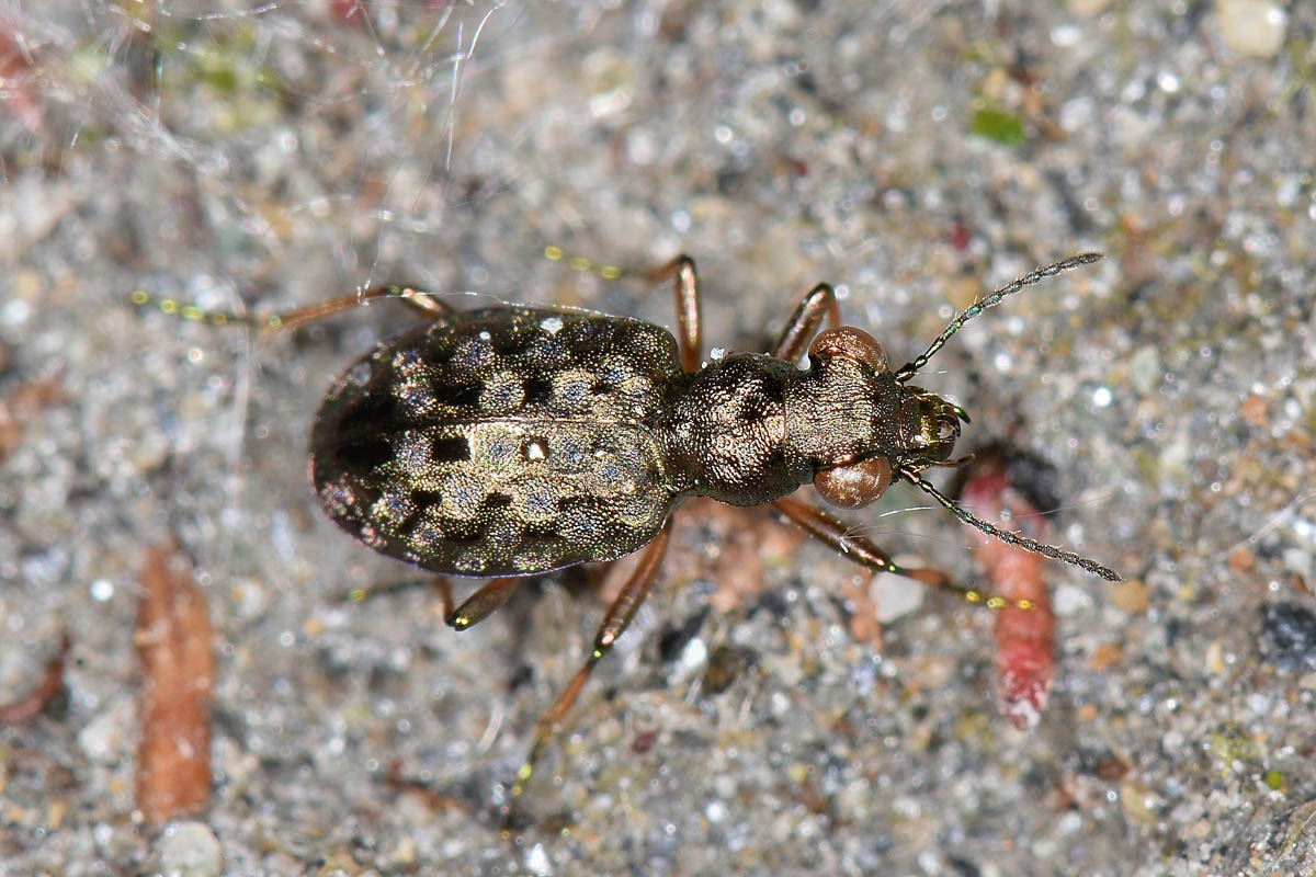 Avigliana, Lungo Dora: Carabidae lungo il fiume.